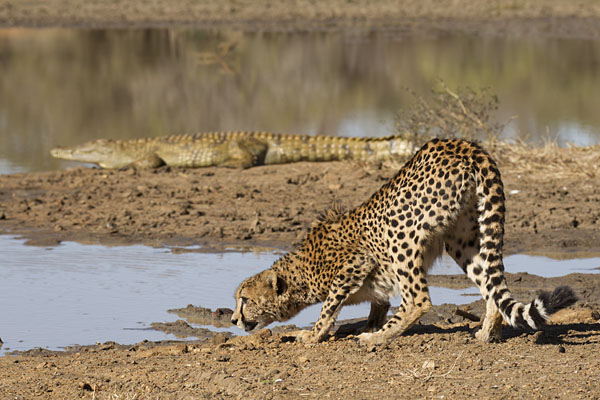 Cheetah and crocodile, Big Cat Reserve