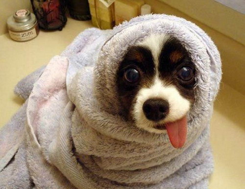 Puppy in a towel