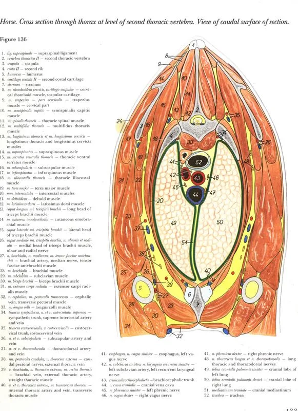corte-sagital-cavalo-egua-anatomia-veterinaria-horse-cross-section-through-thorax-level-thoracic-vertebra-caudaul-surface