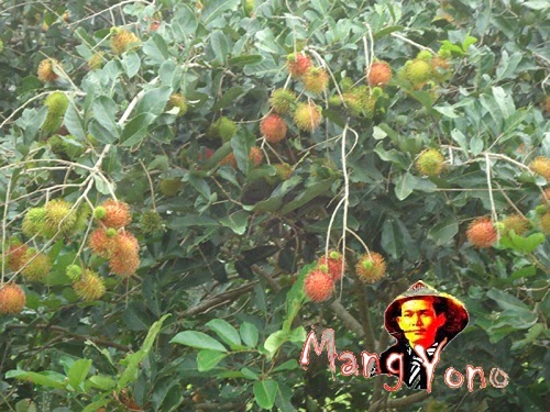 Panen Raya Buah Rambutan Di Kabupaten Subang, Jawa Barat Indonesia. Panen Raya Buah Rambutan Di Kabupaten Subang, Jawa Barat Indonesia.