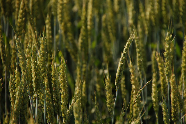 syroovkaokolo Slatiny