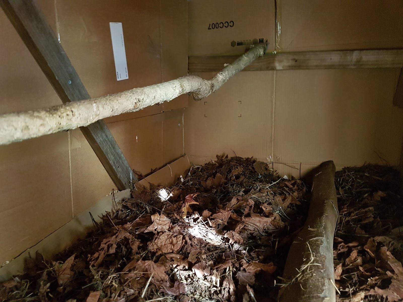 Using leaves as deep litter in the chicken pen.