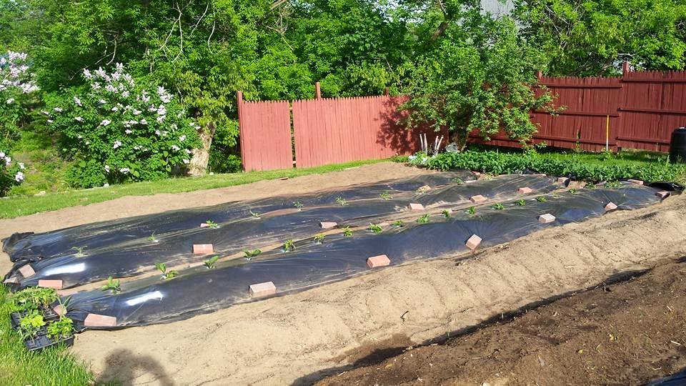 Going Yard Root Cellar