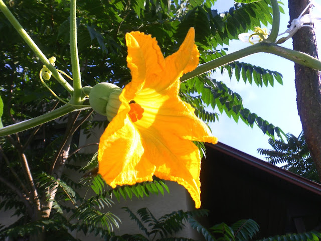 The Black-seed Squash (Cucurbita ficifolia)