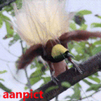 Gambar Bergerak Burung Untuk DP BBM - ANIMASI DAN GAMBAR ...