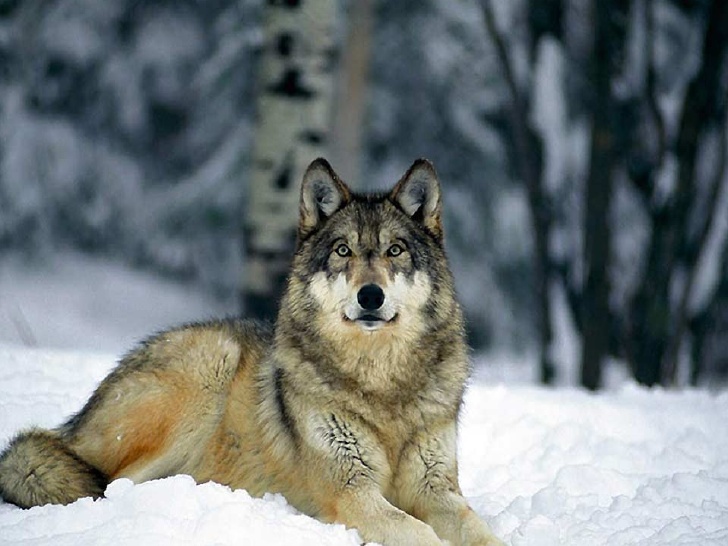 Habitat Naturales Hábitat Terrestre