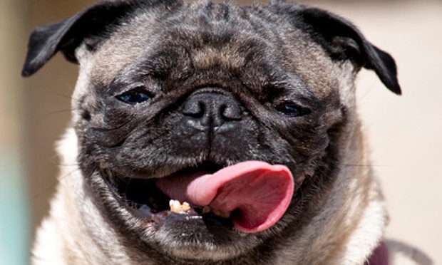 Pug-panting-in-the-hot-sun