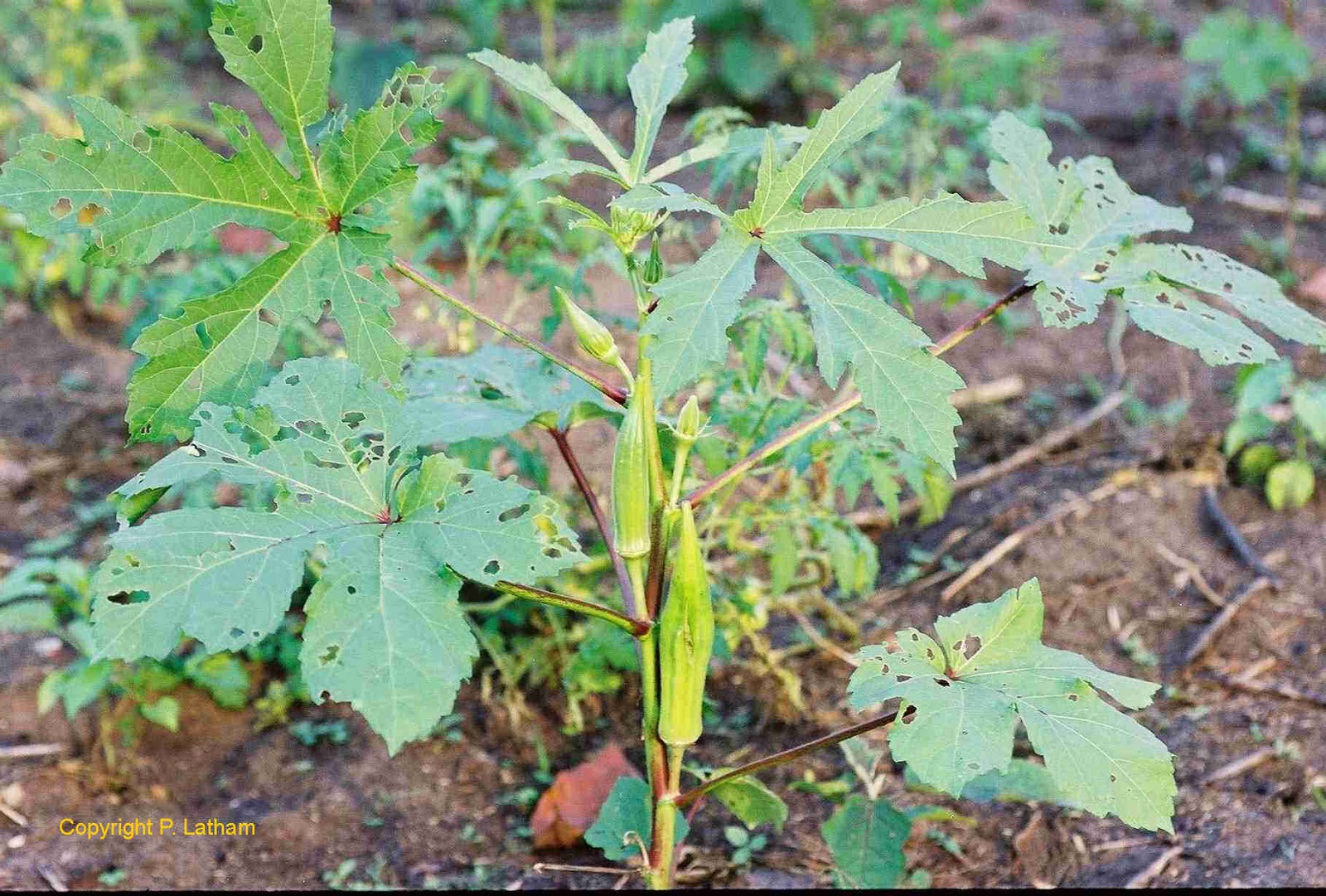 INNSpub Blog site Research Journal Publisher