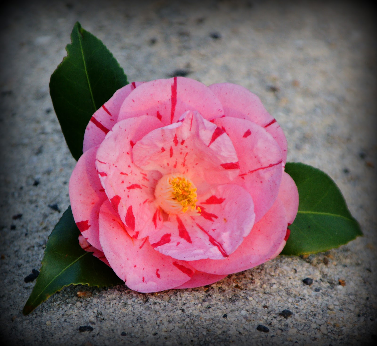 Gardening in the Heart of Virginia Camellias How to Grow Them
