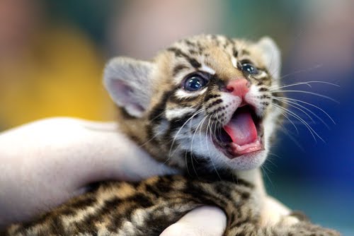 Very cute baby cheetahs cubs - Blue Image