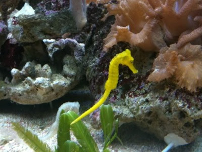 caballito de mar Hippocampus Reidi caballito de mar Hippocampus Reidi