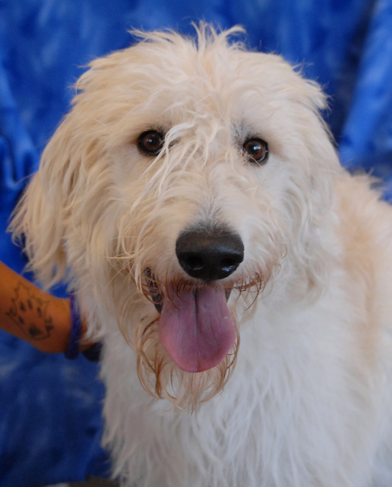 Firecracker, a dazzling Labradoodle puppy for adoption.