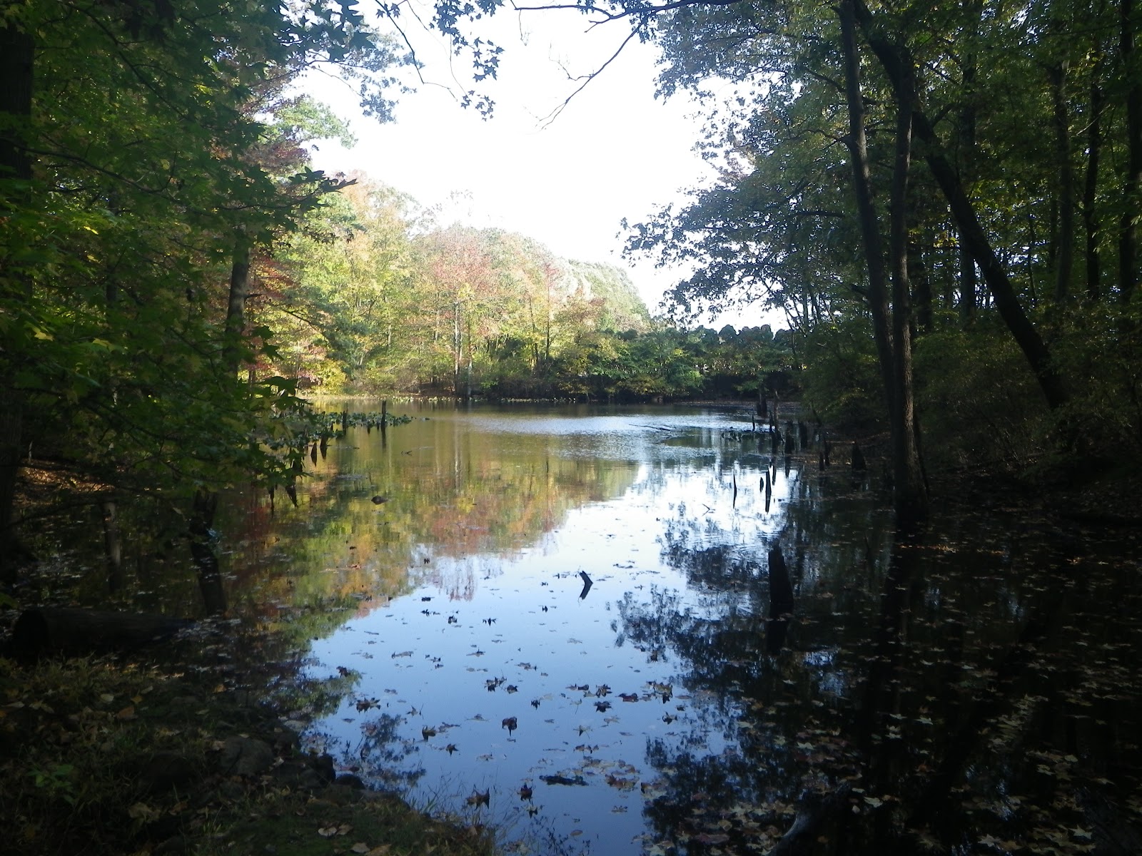 The Great Lakes of NYC Stump Pond