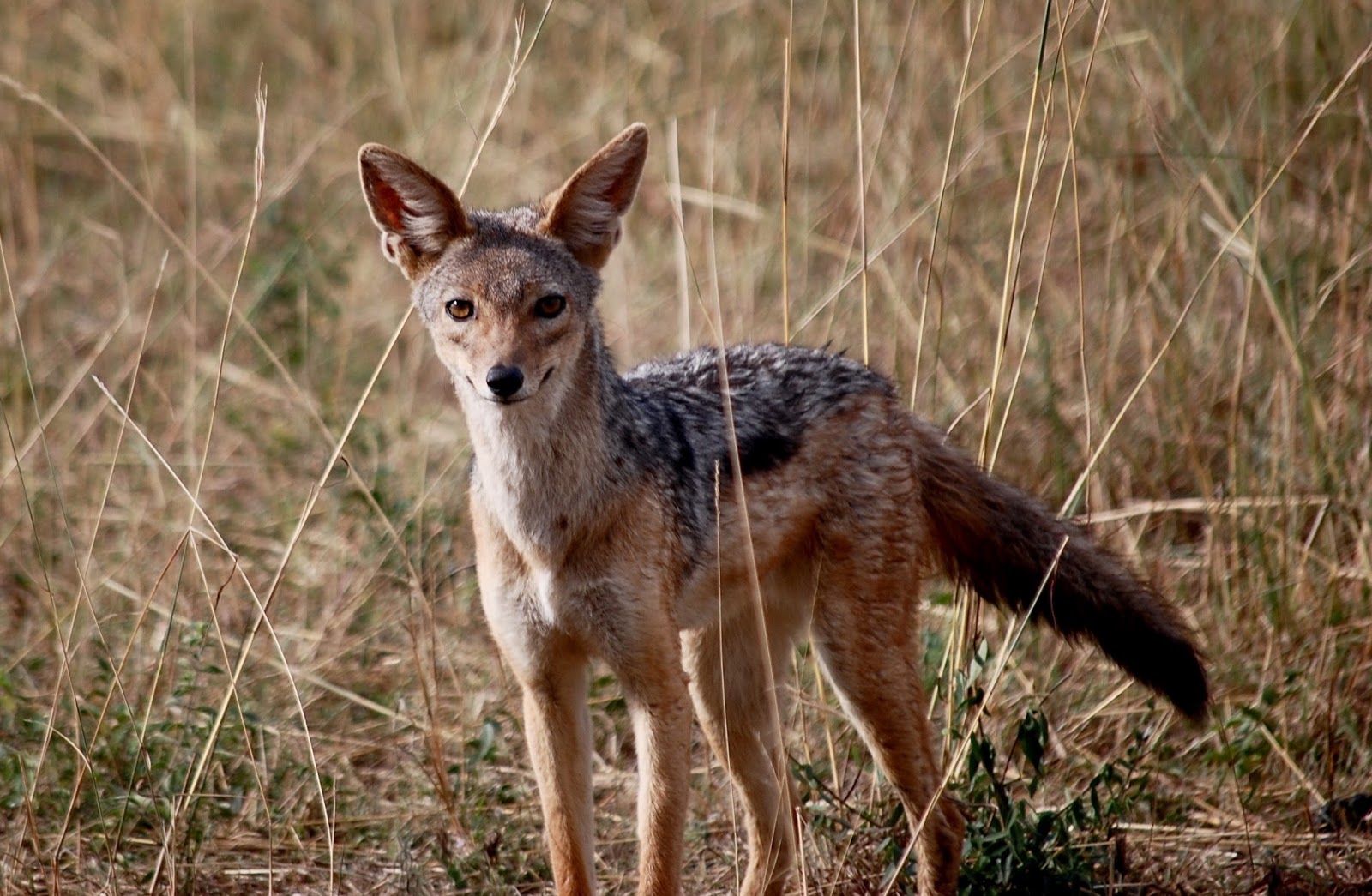 black backed jackal