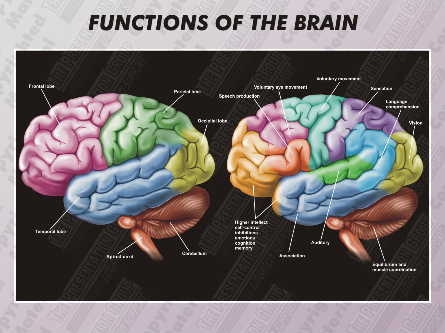 R brain. Frontal Lobe of Brain. Brain functions. Brain Lobes and functions. Мозг прунинг.