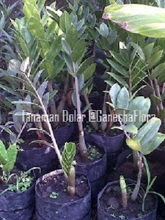 Tanaman Daun Dolar Tanaman Daun Dolar