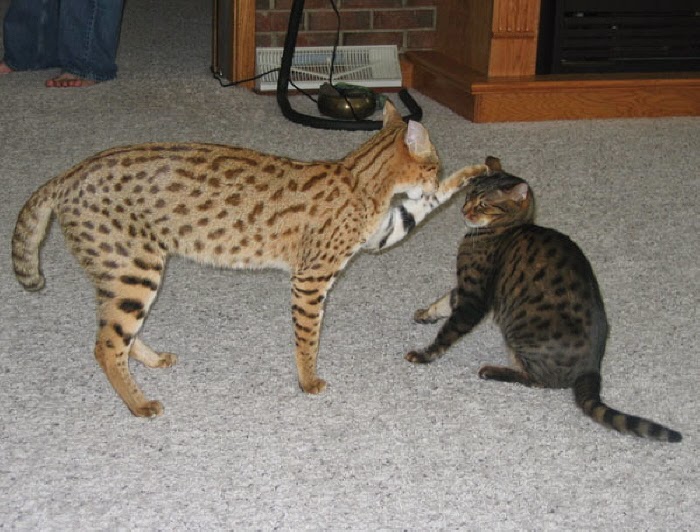 Бенгальская кошка размер. Бенгальская Саванна кошка. Саванна кошка f1. Сибирская кошка Саванна. Порода кошек Саванна+ бенгал.