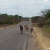 Perigo na estrada entre Monteiro e Zabelê