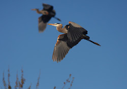 flying together thousand nature days