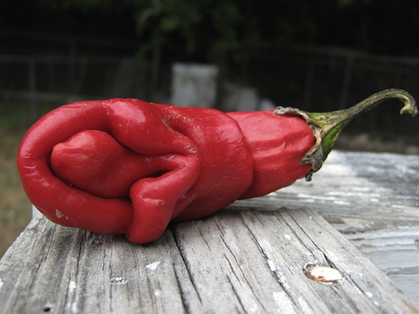 vagina-shaped-food-pepper-funny.jpg