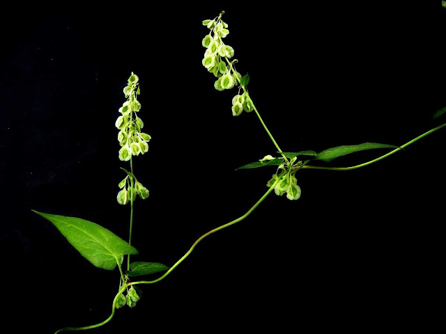 r o b i n 's y a r d: Fallopia convolvulus (Polygonum convolvulus)