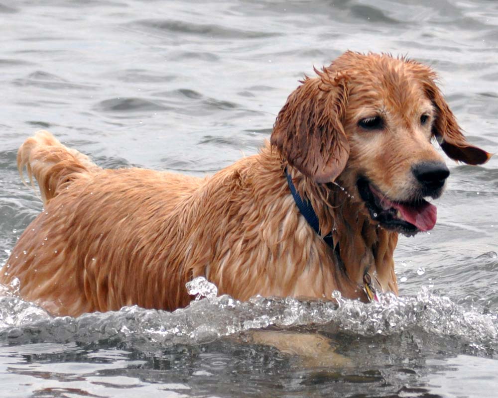 Toronto Grand Prix Tourist A Toronto Blog Dogs at Cherry Beach A