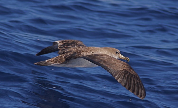 Curiosidades: O Cagarro - Calonectris diomedea borealis (Cory 1881)