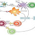 Environmental exposures early in life modify immune responses