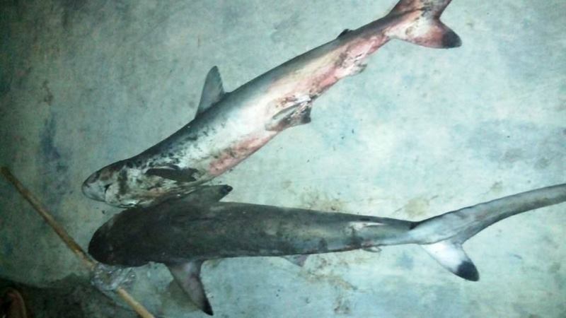 Pertama Kali Makan Daging Ikan Hiu, Salah Mengolahnya Pertama Kali Makan Daging Ikan Hiu, Salah Mengolahnya