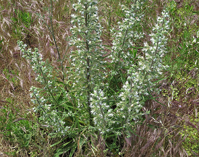 Lengua arábica (Echium italicum) flor silvestre blanca
