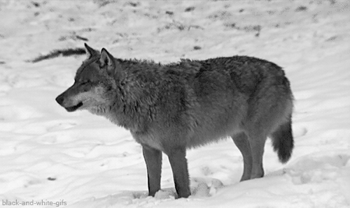 46+ Wolf Howling Gif Background