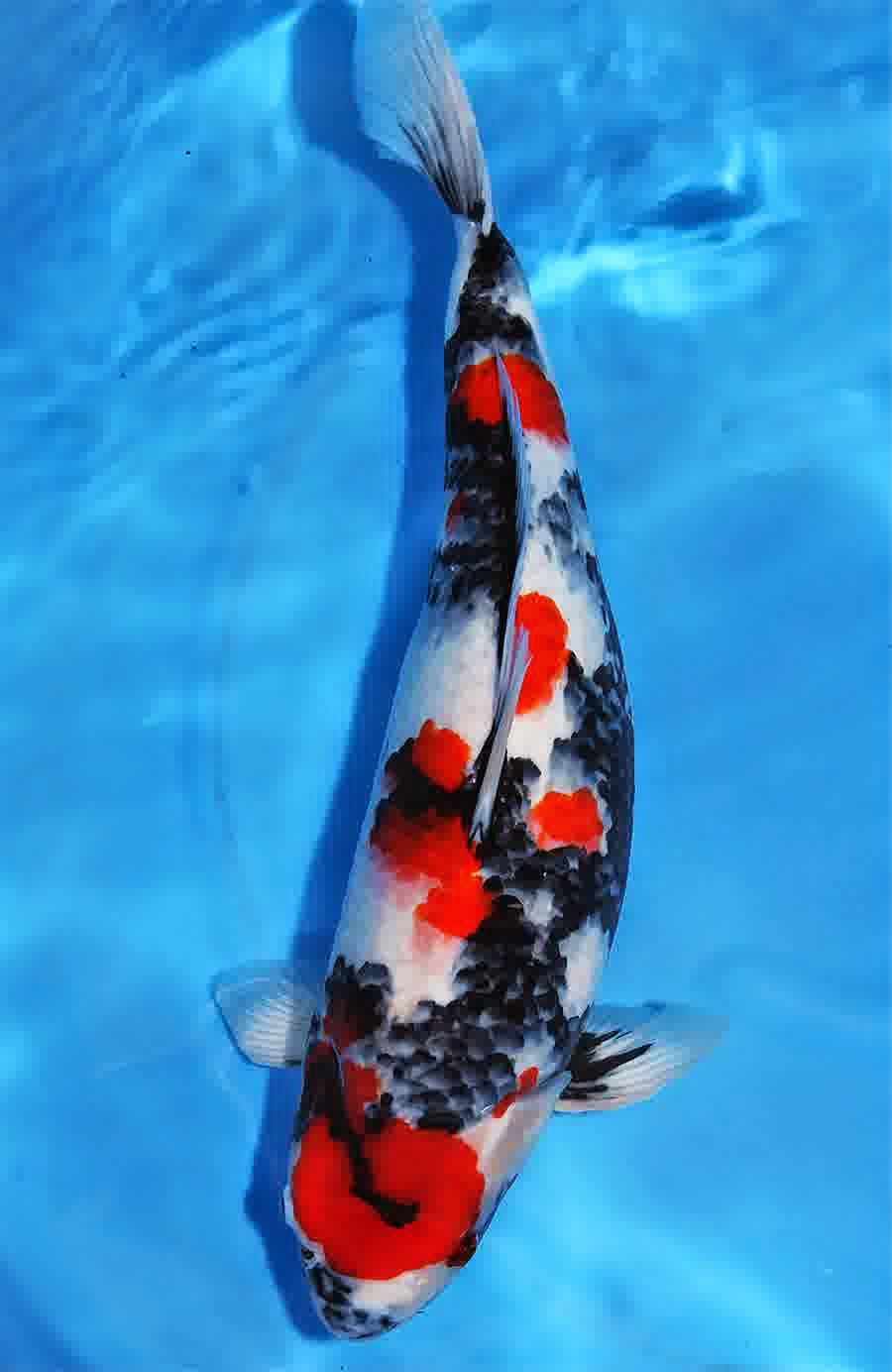 Ikan Koi Hias Air Tawar dan Cara Membudidayakan | Kumpulan Aneka Ikan Hias