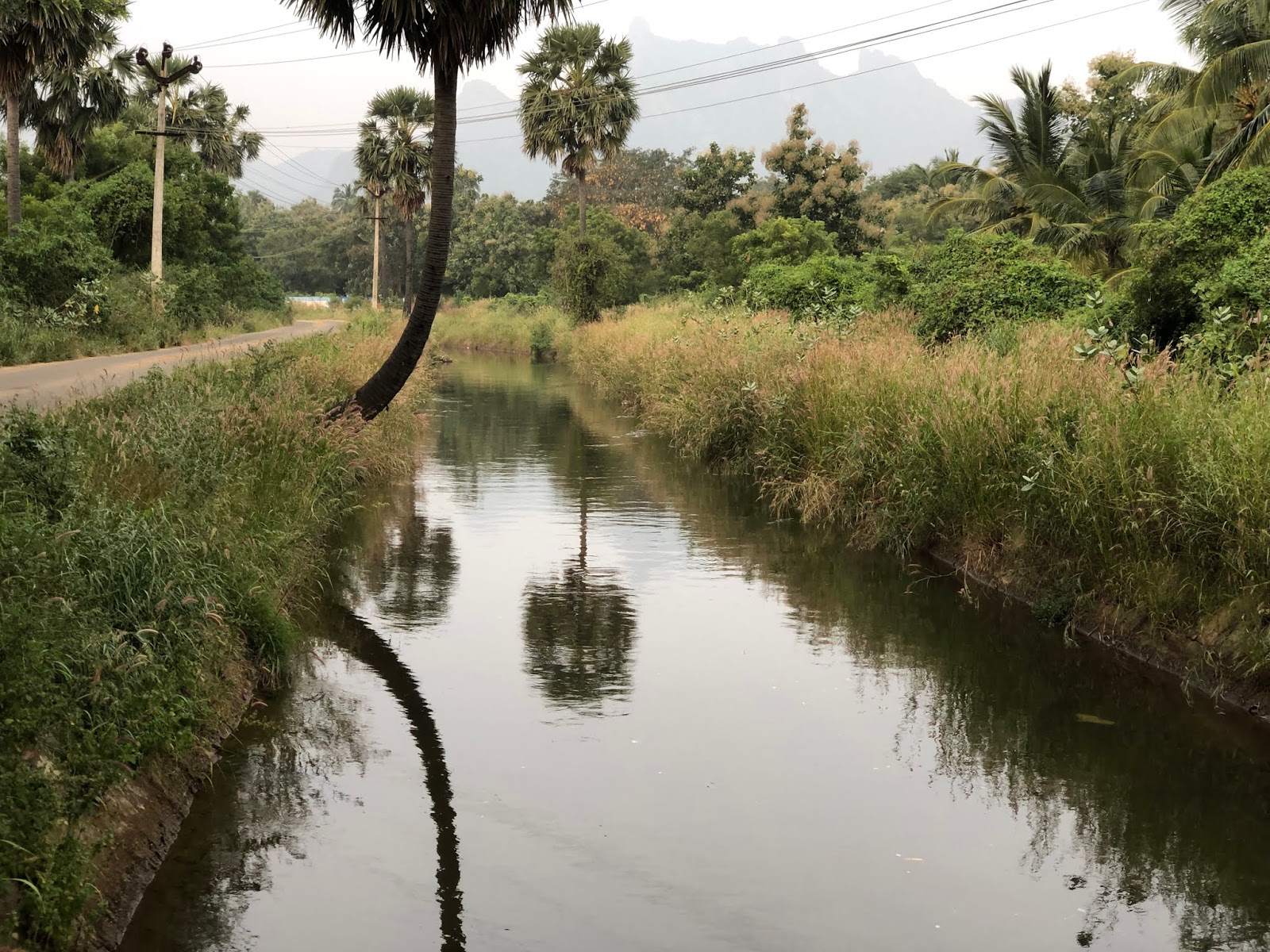 AGRI LANDS COCONUT FARM FOR SALE AT NAGERCOIL KANYAKUMARI DIST.
