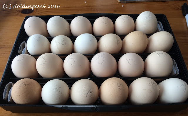jersey giant chicken eggs