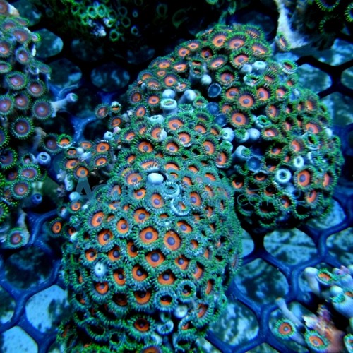 AquaFishViet Special Zoanthids...