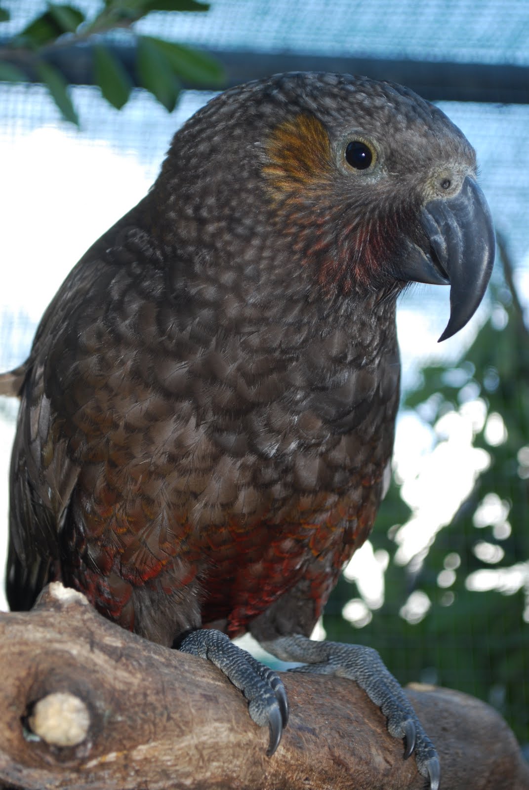 Barbara's Force Free Animal Training Talk Parrots and Sense of Smell