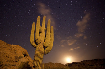 Saguaro cactus (Carnegiea gigantea) lit by a military drop flare