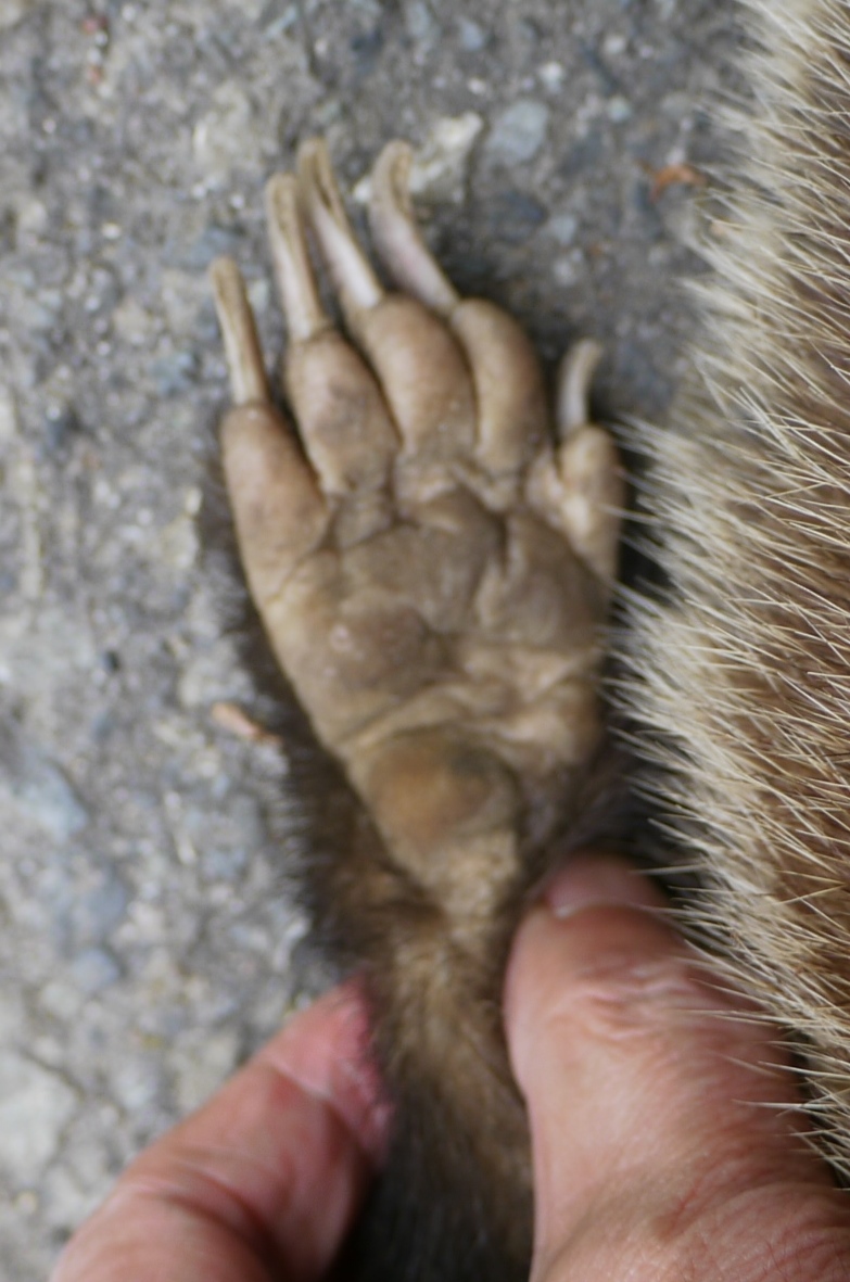 故有事 アナグマ タヌキ ハクビシンの足裏 The Paws Of Badger Racoon Dog Masked Palm Civet