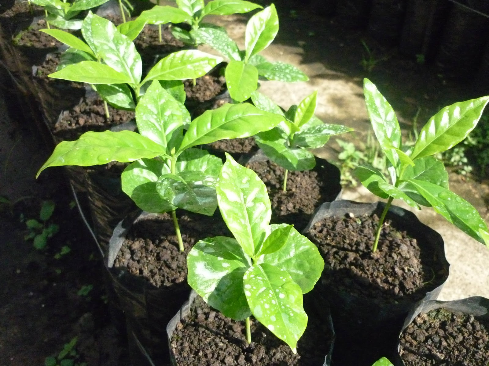 Café, Campo y Ambiente Cronología del