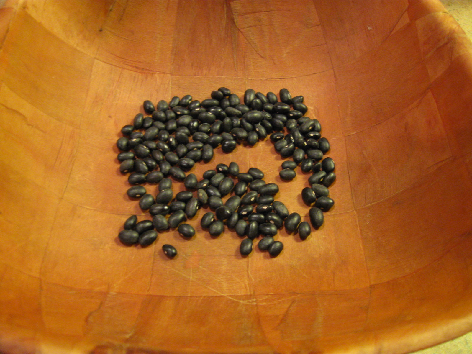 Growing Food in Florida My experiment in black bean yields