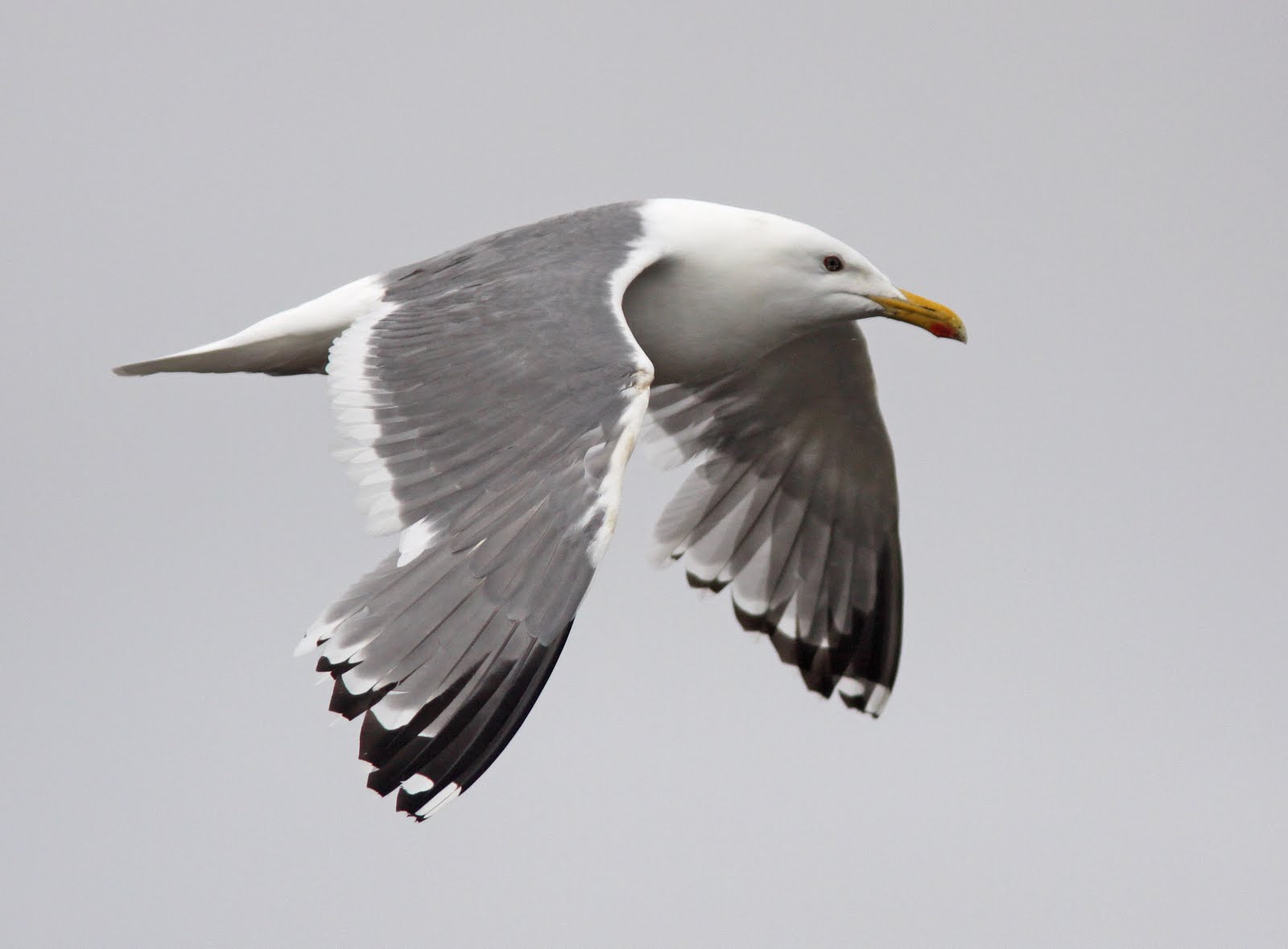 Vega Gull