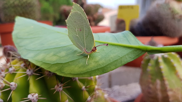 Gonepteryx cleopatra - Mariposa Cleopatra