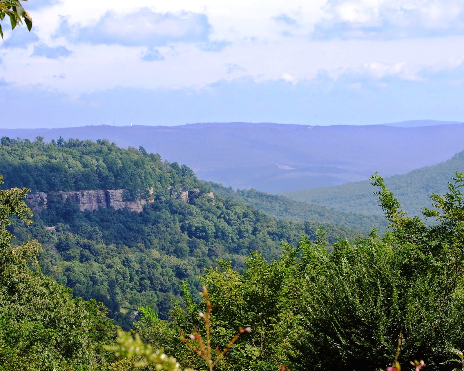 The Peace Bee Farmer In the Ozarks