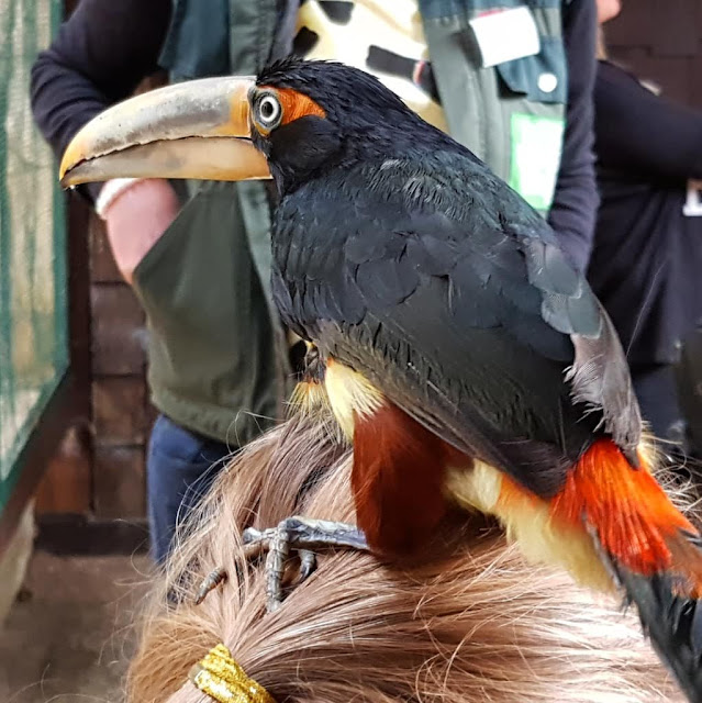 Phantastische Vögel aus aller Welt: Unterwegs im Weltvogelpark Walsrode (+ Verlosung). Die Tukane zu füttern, zu streicheln und zu fotografieren war ein Traum.