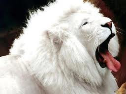 SINGA PUTIH (WHITE LIONS)