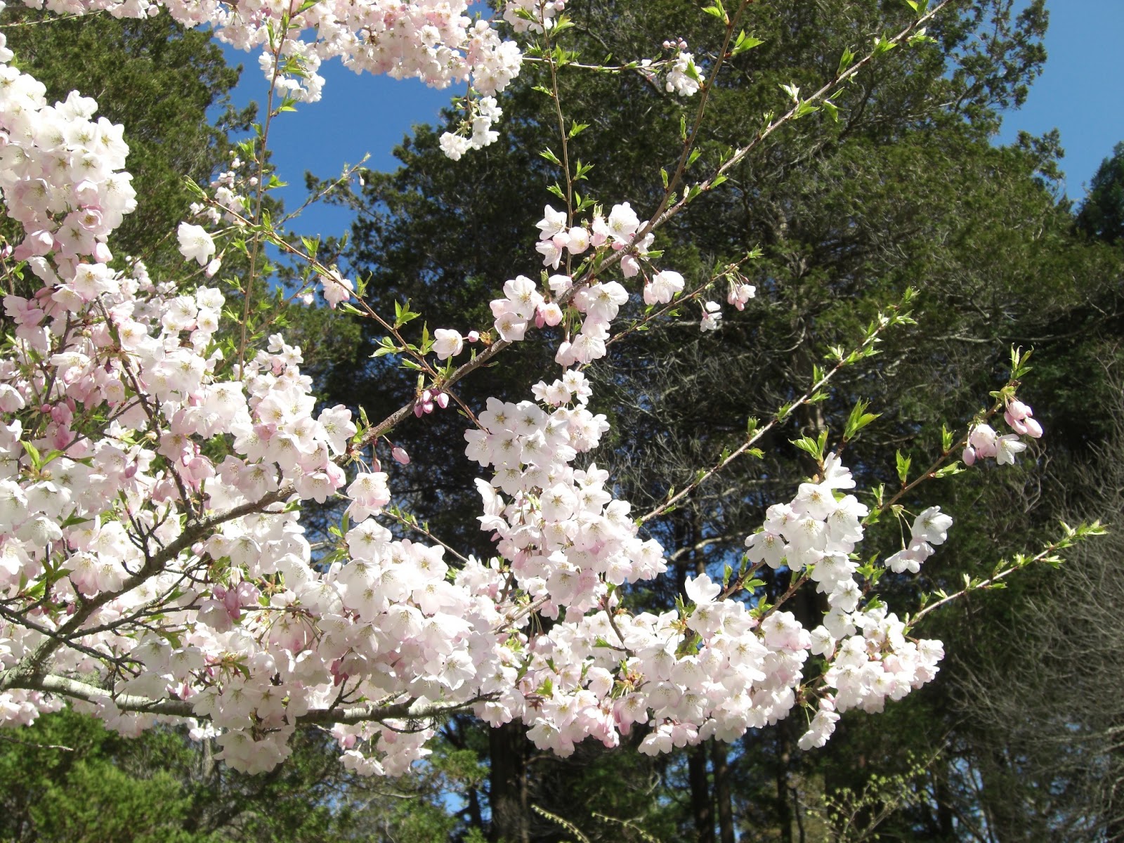 Selvage Blog: Springtime in Rhode Island