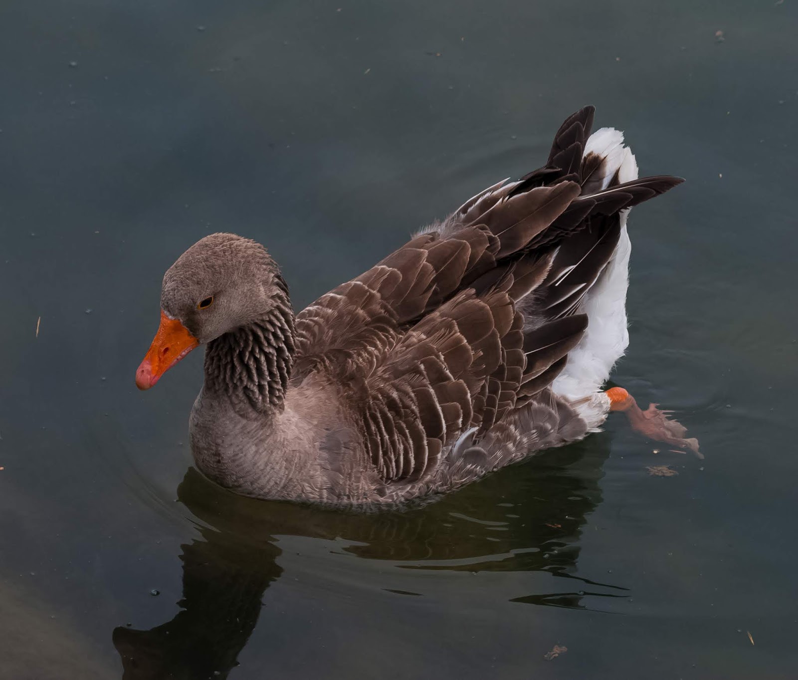 North American Greylag Geese