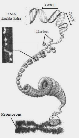 Kromosom membawa rantai DNA (deoxyribonucleic acid) yang merupakan sumber keanekaragaman genetik