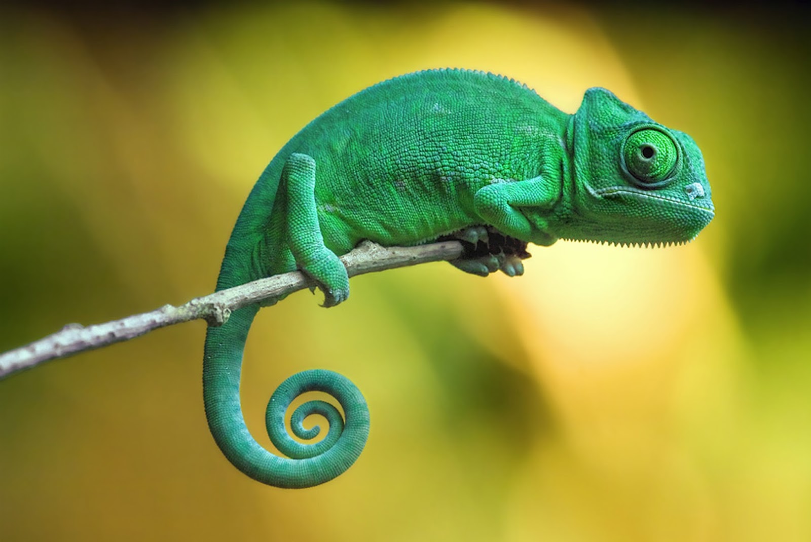 Les animaux Les caméléons