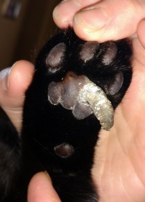 cat claw in paw pad